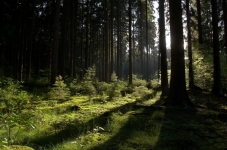 Verband der Forstwarte Österreich